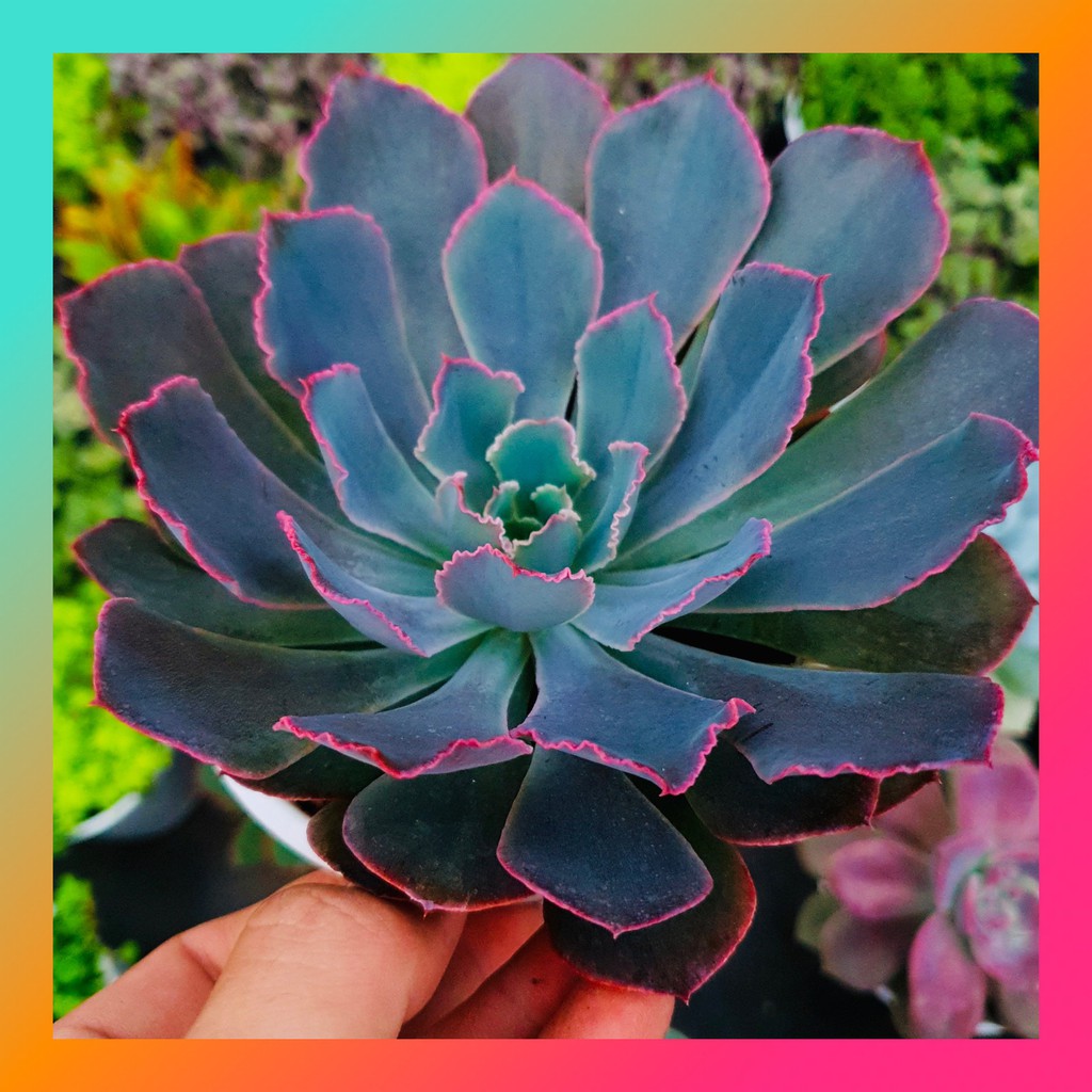 SEN ĐÁ BẮP CẢI AURORA PURPLE SIZE TRUNG BÌNH LỖI 1 ĐỔI 1