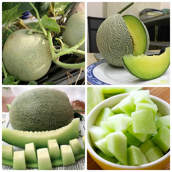 Hạt giống Dưa Lưới Ruột Xanh (Gói 20 hạt)