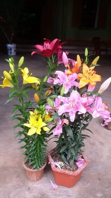 Củ hoa ly lùn màu hồng