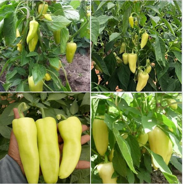 Hạt giống ớt đùi gà Thái Lan F1 - 0.5gram (tầm 70 hạt)