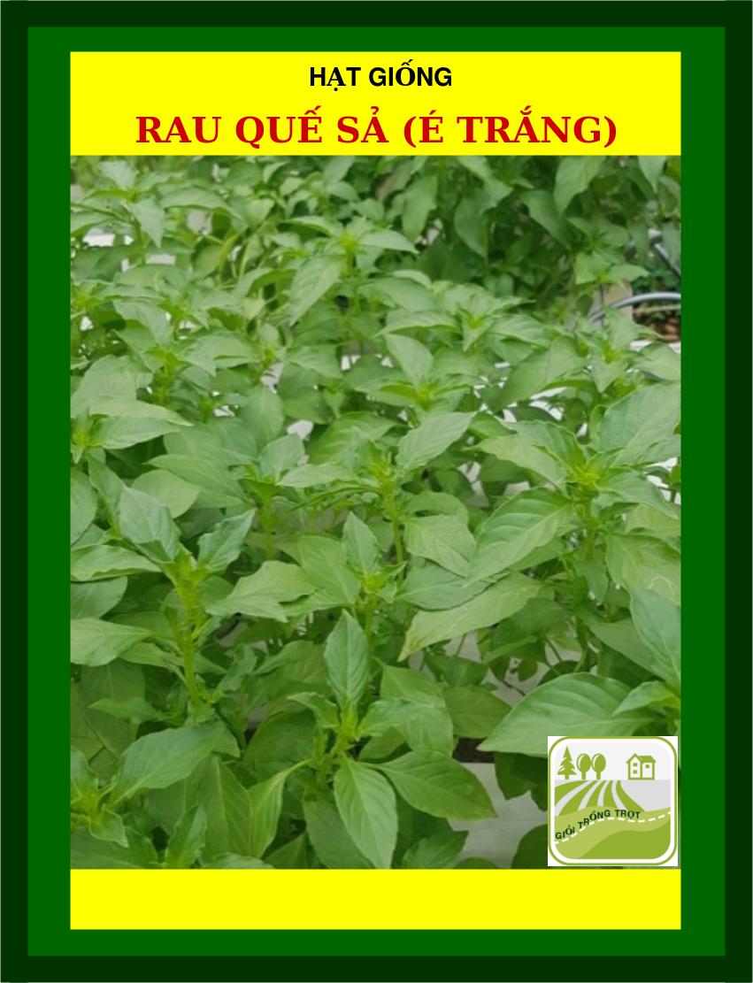 Hạt Giống Rau Quế Sả (Rau Thơm Sả) - 1Gram
