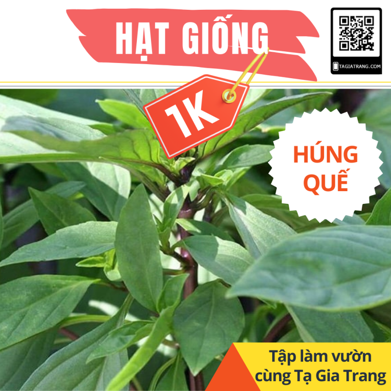 GÍA 1K - Bộ 50 hạt giống rau húng quế (húng chó) chất lượng cao - Dự án Trồng rau sân thượng Tạ Gia Trang