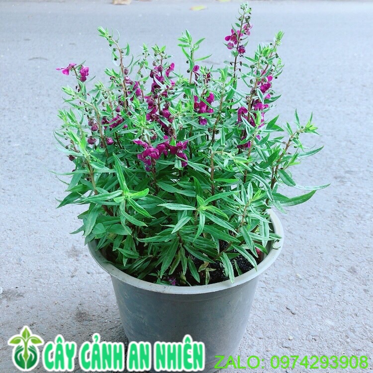 Chậu hoa lưu ly