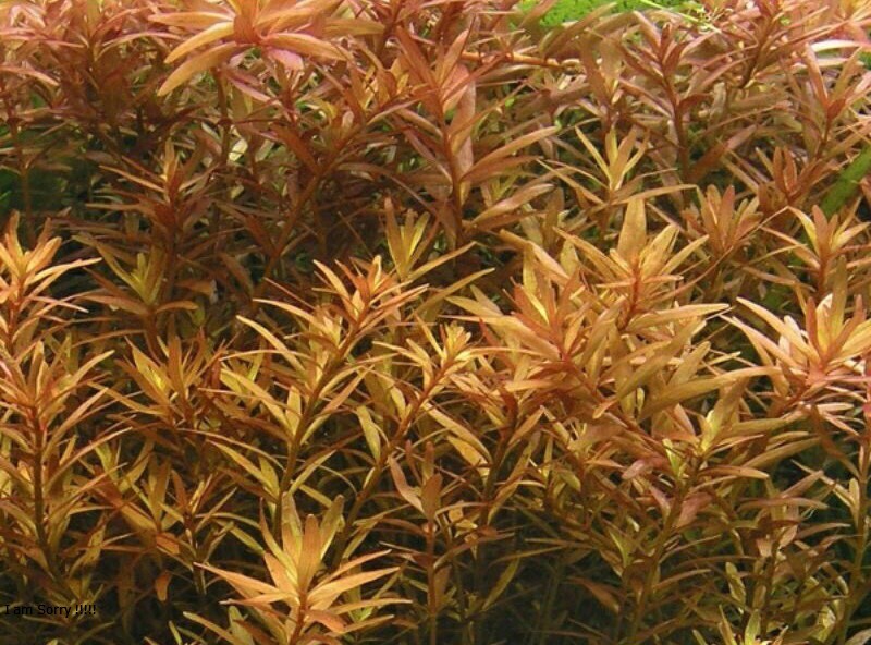 Vảy Ốc hra Cam (Rotala Rotundifolia Hra ) 14 ngọn - Cây Thuỷ Sinh