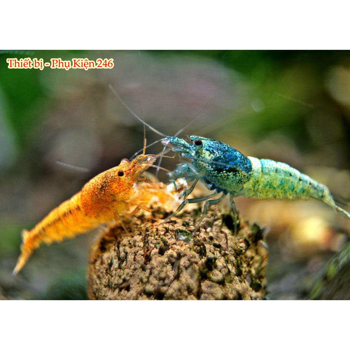 Thức ăn tôm tép cảnh cần thơ