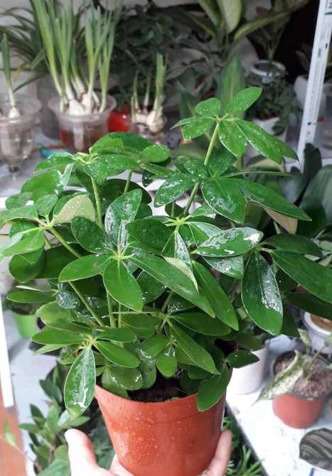 Cây Ngũ Gia Bì Để Bàn - Chậu Cây Phong Thủy