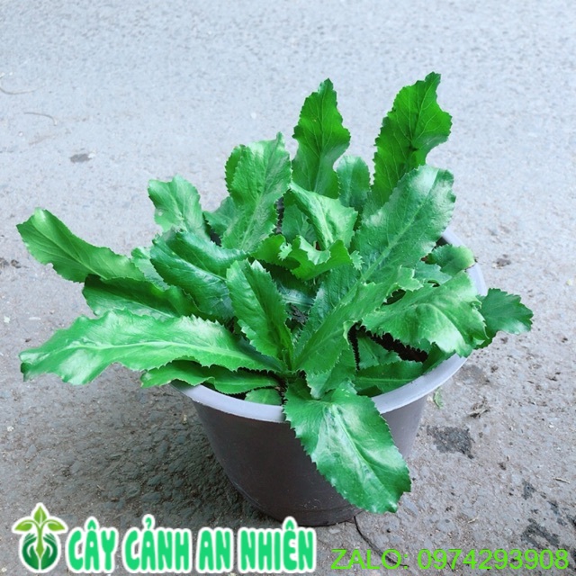 [HCM]Chậu Cây Rau Ngò Gai