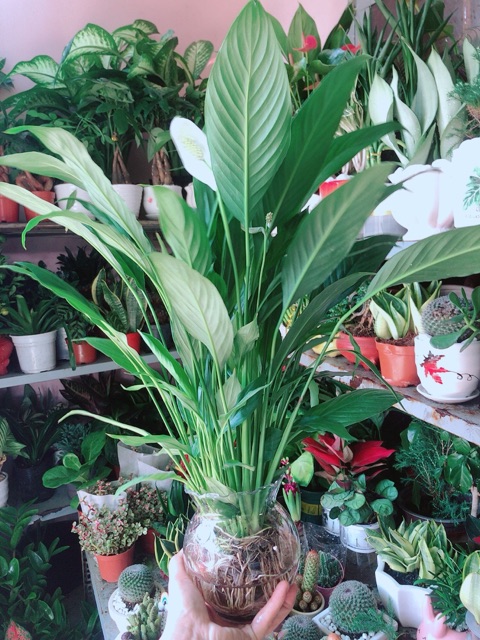 Chậu Cây Hoa Lan Ý