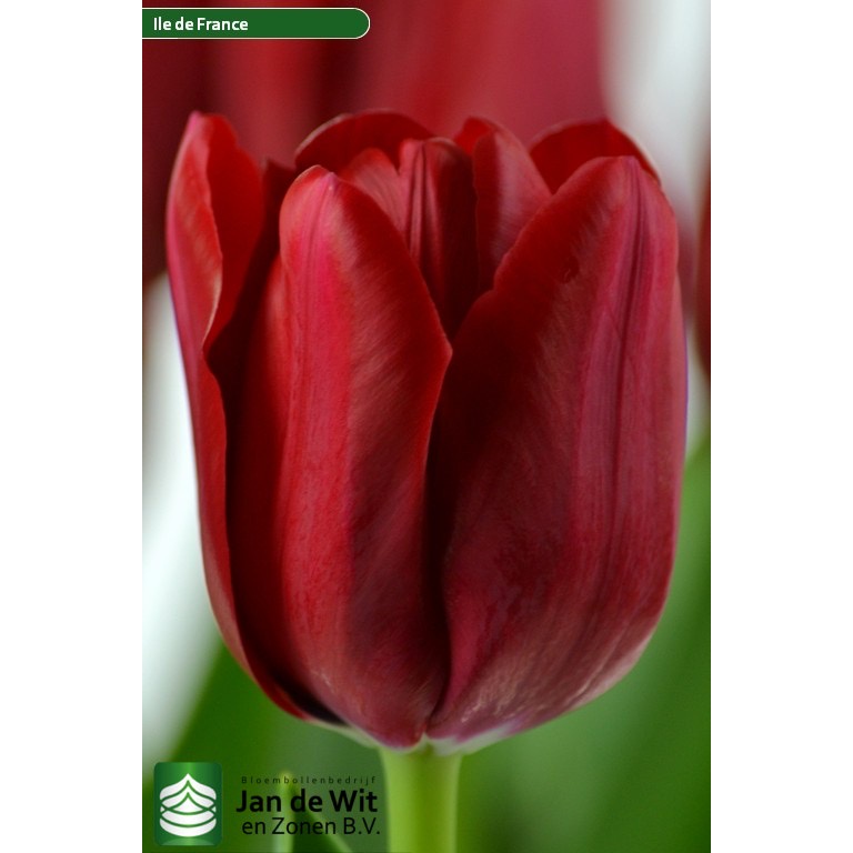 Củ hoa tulip (tuylip) Hà Lan được chọn màu( ra hoa sau 20-25 ngày)
