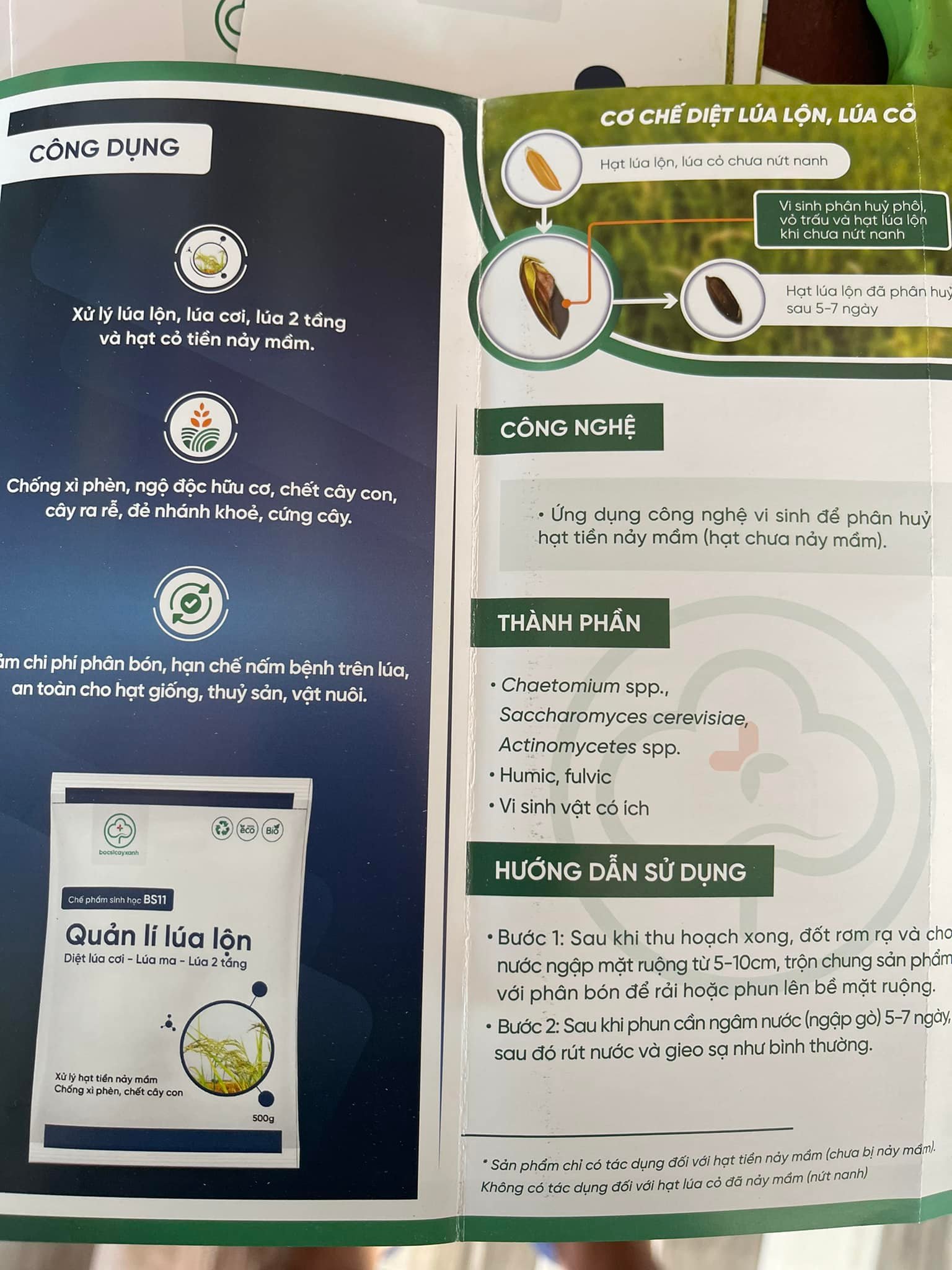 Chế phẩm BS11 - Quản lý lúa lộn: Xử lý lúa ma, lúa lộn, lúa cơi, lúa hai tầng