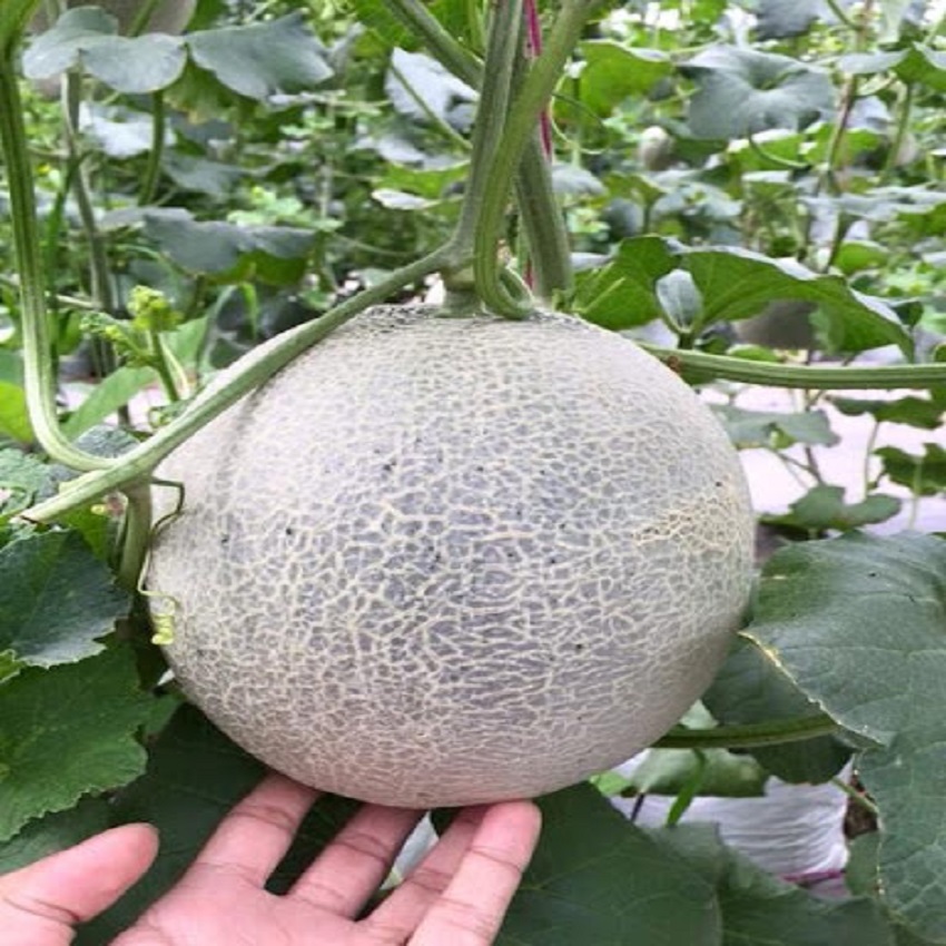 Hạt giống dưa tây (dưa lưới) Thuận Điền ( 20 hạt )