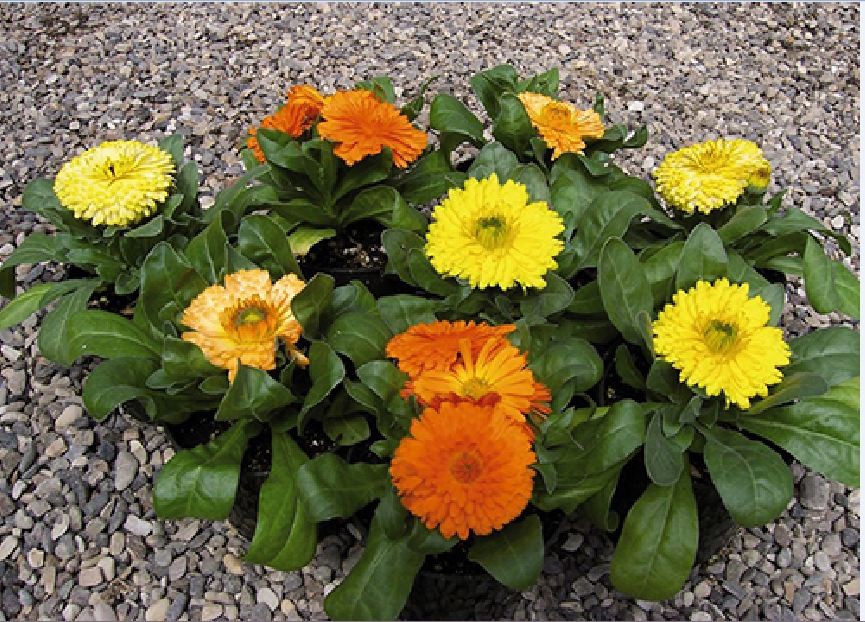 Hạt Giống Hoa Cúc ZINNIA Thấp Cây 50 hạt