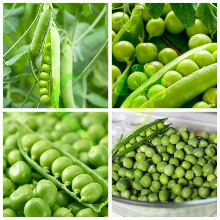 HẠT GIỐNG ĐẬU HÀ LAN - GÓI 20 GRAM