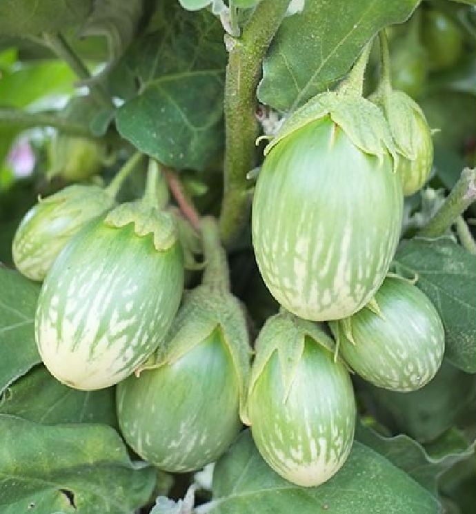 Viên đất nung ( sỏi nhẹ ) - Bao 5dm3 ( KT 10-20mm ) - 2.5kg/túi