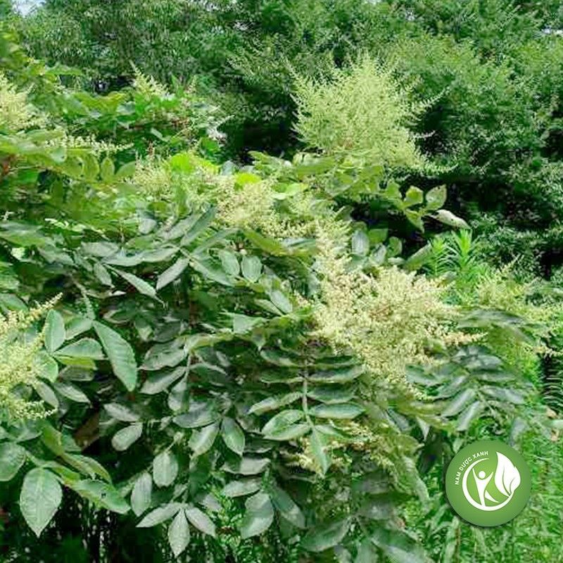 Cây Muối Rừng Khô 1KG 683sp
