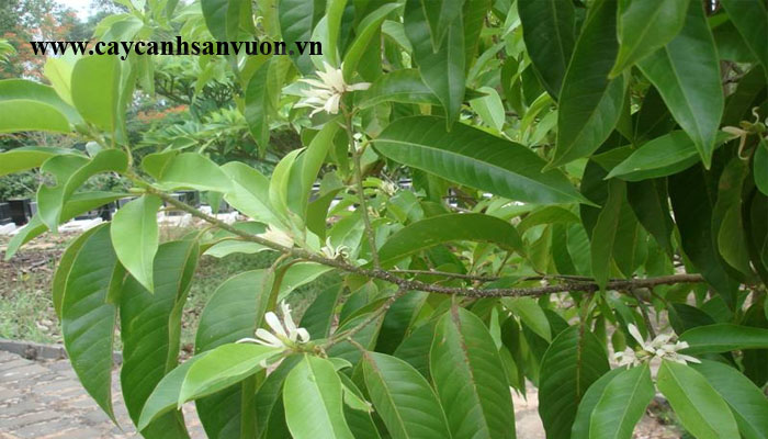 CÂY NGỌC LAN TRẮNG HUHGFD