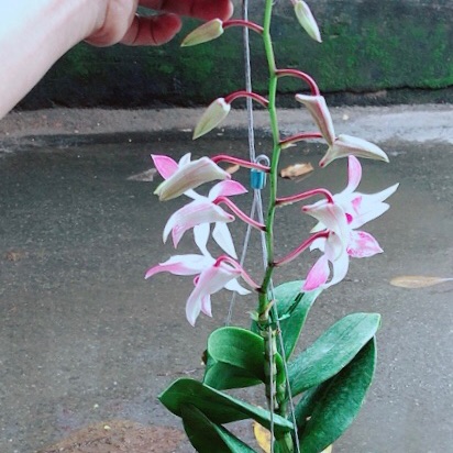Lan Dendro Tím Nhạt