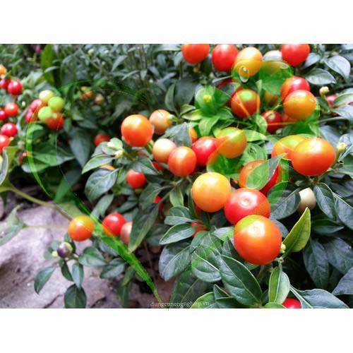 Hạt giống ớt kiểng quả tròn - gói 0,3 gram