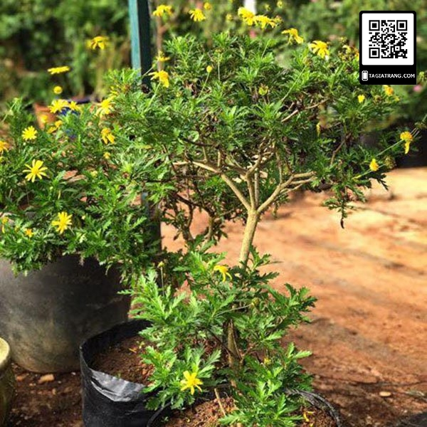 Hạt Giống Hoa Cúc Thân Gỗ Cúc Vạn Niên 50 hạt