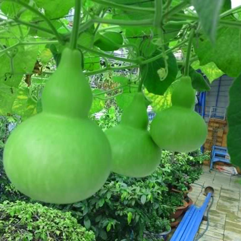 Hạt Giống Bầu Hồ Lô Quả To - 10 Hạt