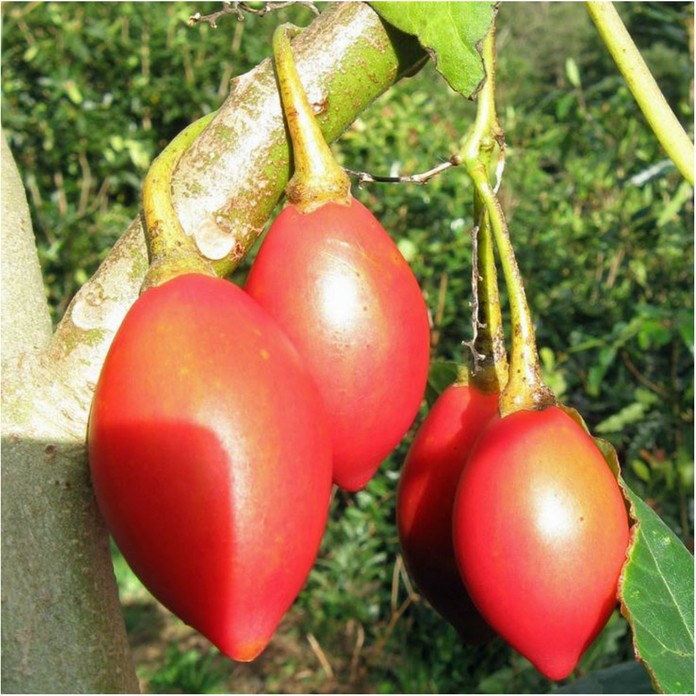 Hạt giống cà chua thân gỗ - 10 hạt