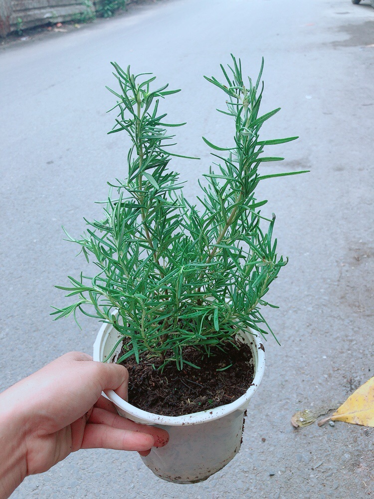 Chậu Hương Thảo