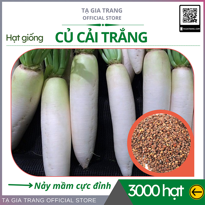 1kg hạt giống củ cải trắng