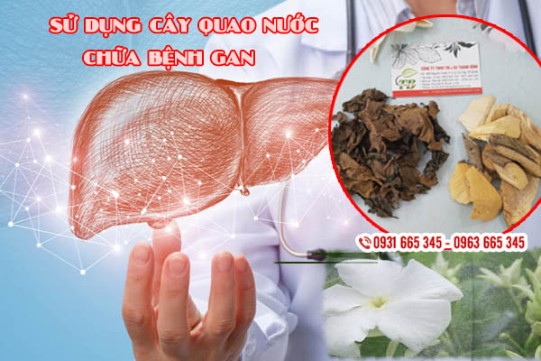 Cây Quao Nước Khô 500G - Thảo Dược Thanh Bình