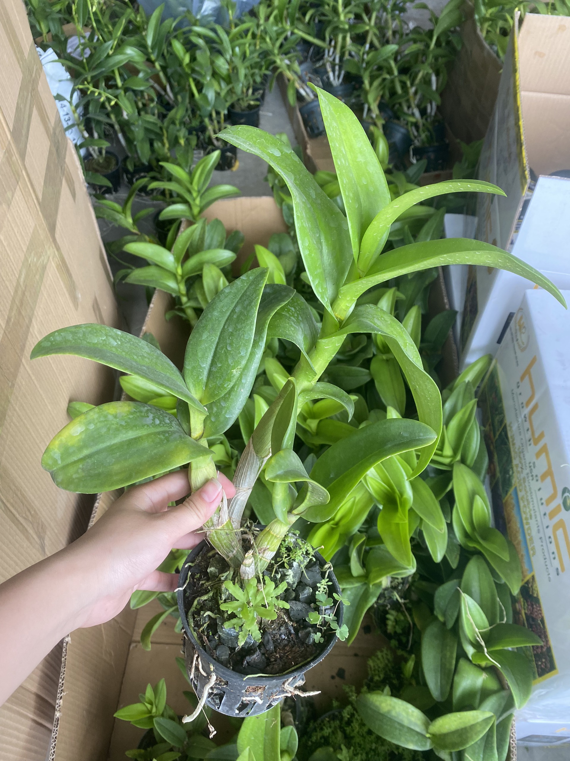 COMBO 10 cốc Giống Denro đủ màu(7-12CM)