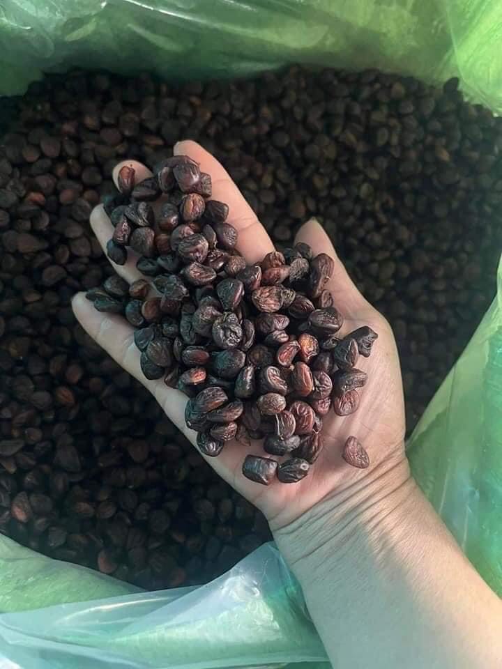 20 Hạt Dổi Rừng Đặc Sản Tây Bắc