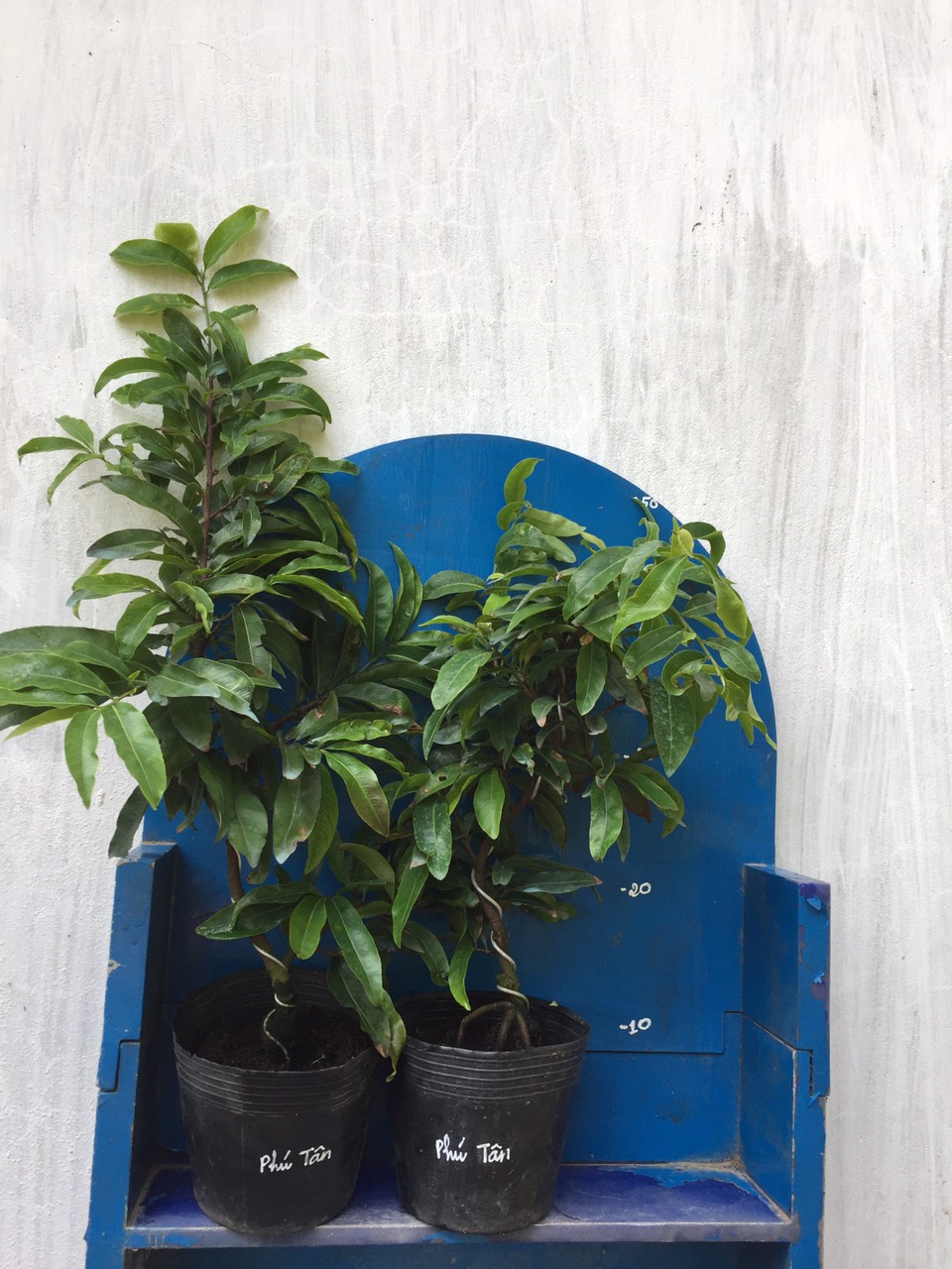 2 Cây Mai Giảo Phú Tân