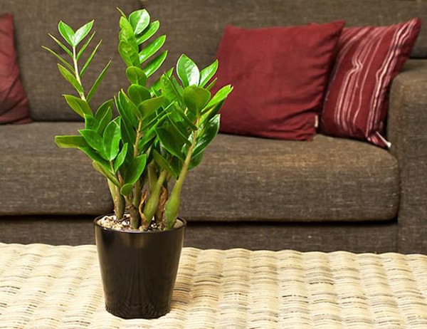 Cây Kim Tiền GỬI ĐI NGUYÊN CHẬU