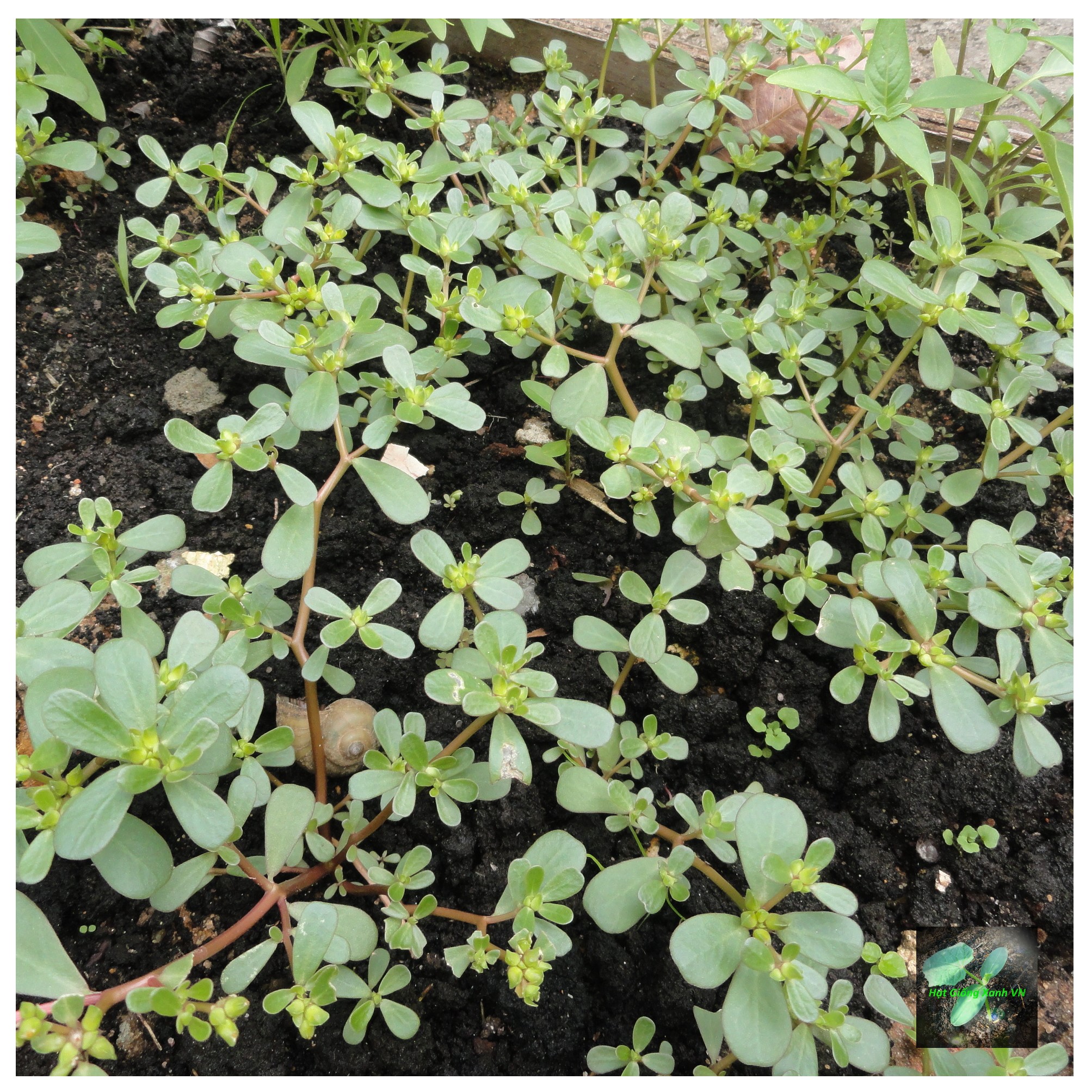 [Seeds] Hạt giống rau sam RD683, đóng gói 1gr