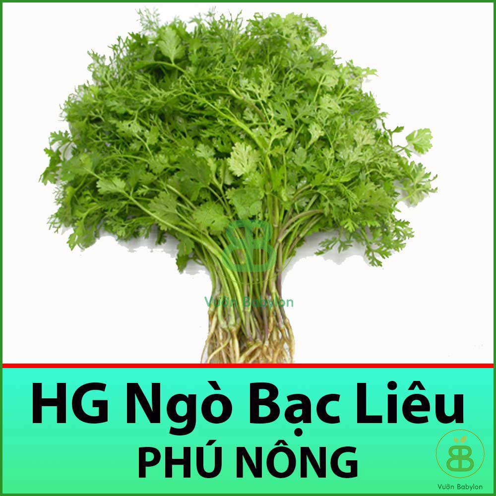 20gr hạt giống rau mùi f1 dễ trồng, nhanh thu hoạch
