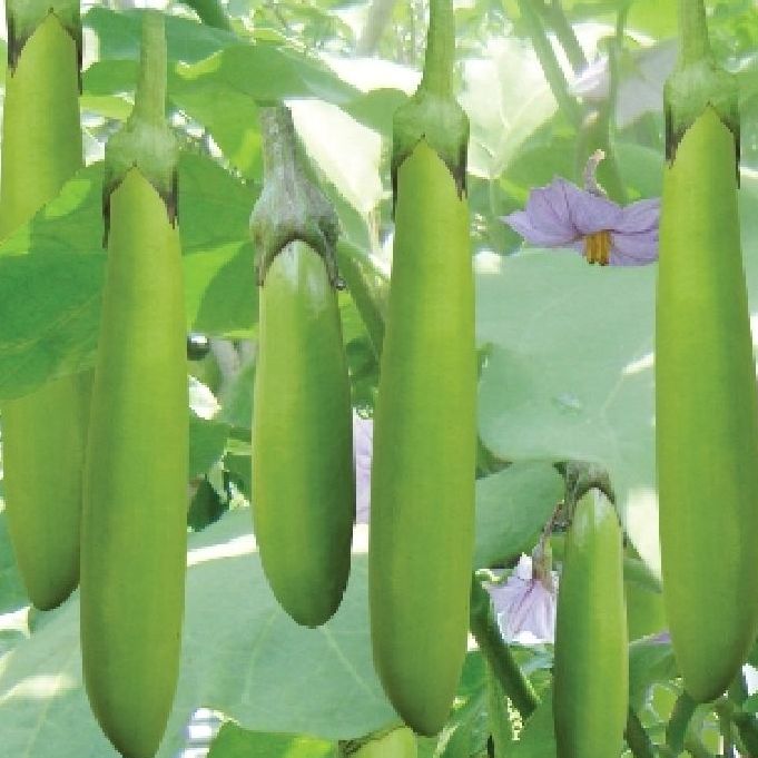 Hạt giống cà xanh dài lai-gói 2gram