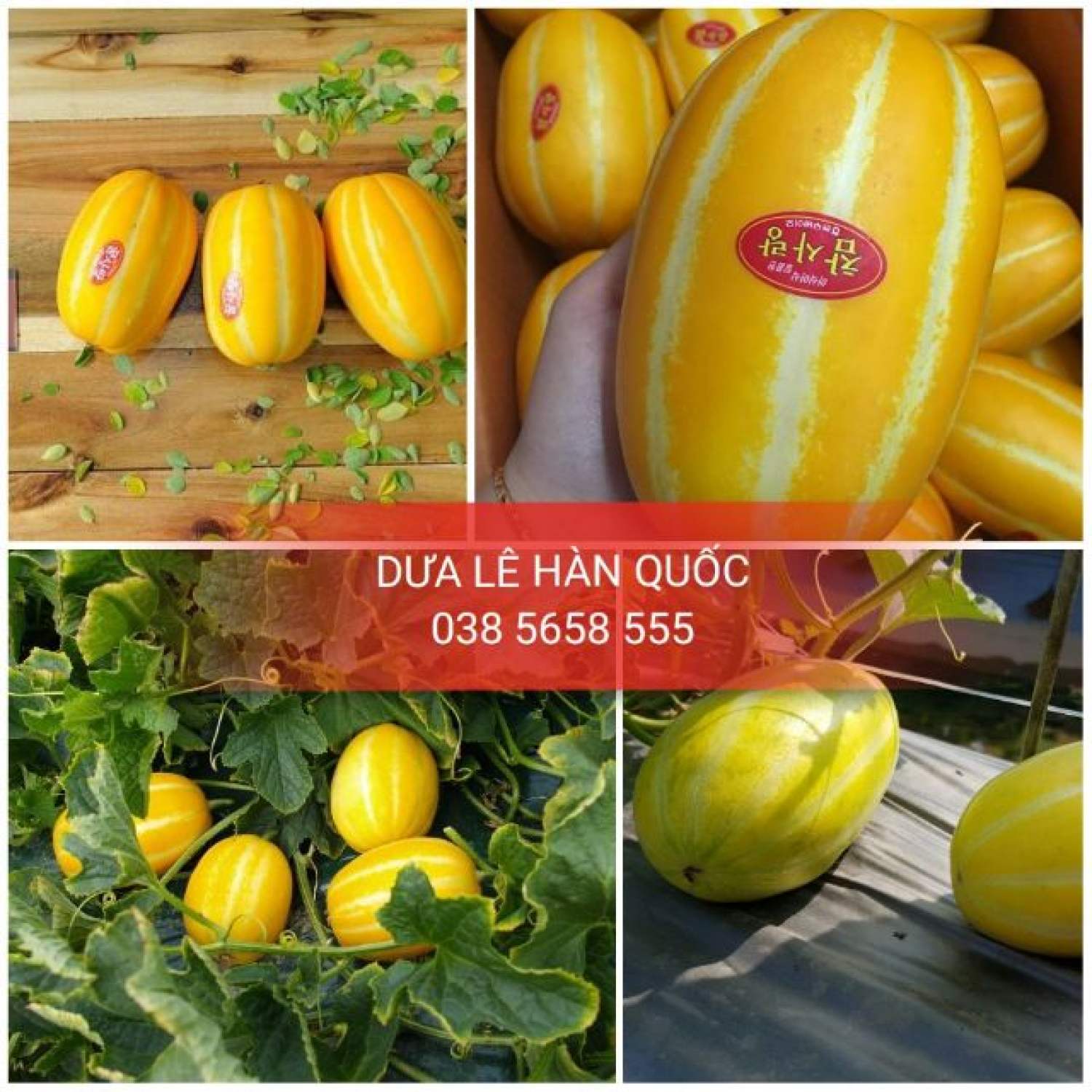 Ma243 gói hạt giống cây dưa lê vàng hàn quốc