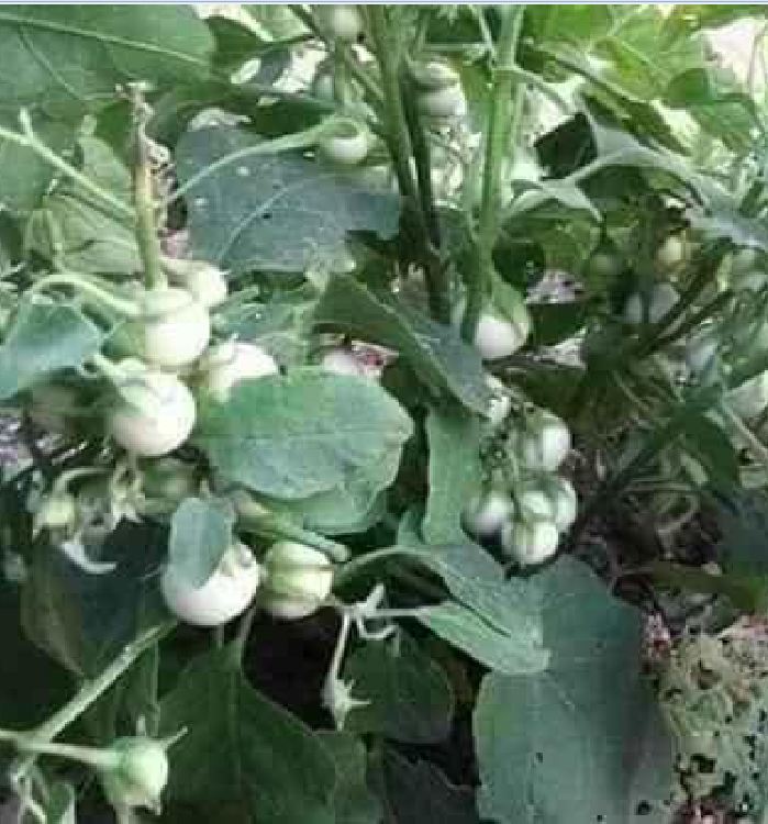 Hạt Giống Cà Pháo Trắng Cao Sản - 2gram(400 hạt)