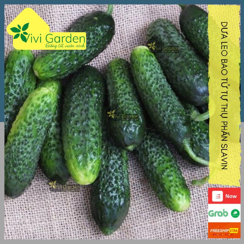 [HCM]Combo 10 Hạt Dưa Leo Chùm Dưa Chuột Bao Tử Tự Thụ Phấn Nhập Mỹ Slavin Cây Khỏe Chịu Nhiệt Tốt Và Rất Sai Quả