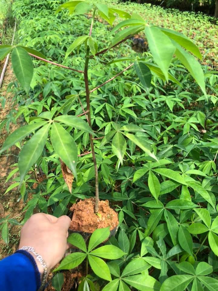 Cây mỹ nhân giống cao 40-50 cm (ảnh thật số 2