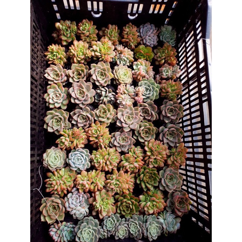SEN ĐÁ MẶT TRỜI GIỐNG MỚI SIZE BÉ LỖI 1 ĐỔI 1
