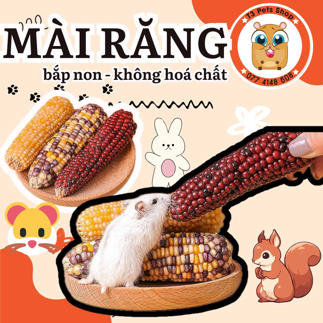 Bắp ngọt mài răng siêu tốt dành cho hamster , sóc, thỏ, bọ, chinchila