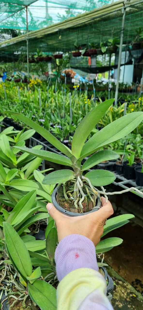 HOA LAN HỒ ĐIỆP DORITAN