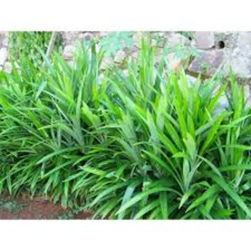 Cây lá Nếp thơm giống (lá dứa thơm, lá Nếp)- cây giống nhỏ