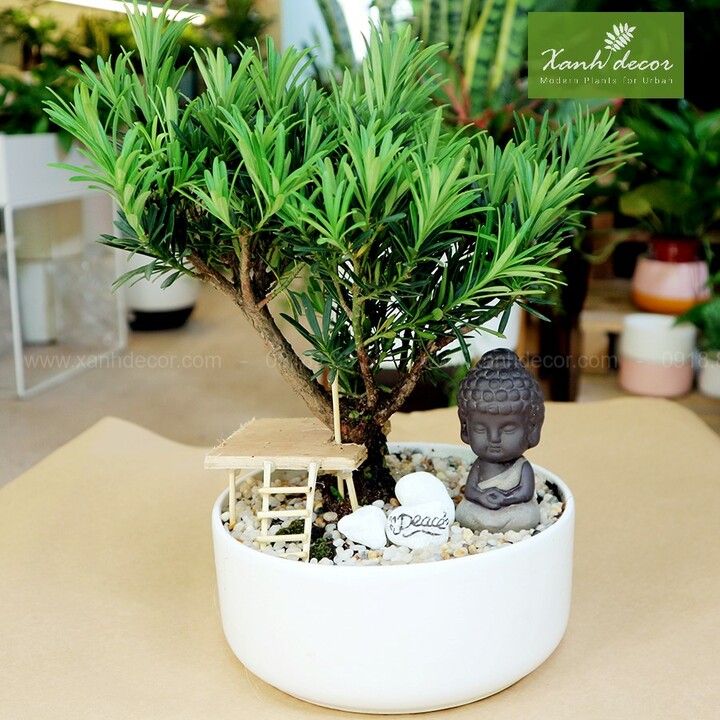combo 5 cây giống TÙNG LA HÁN - CÂY BONSAI (tỉ lệ sống 100%)