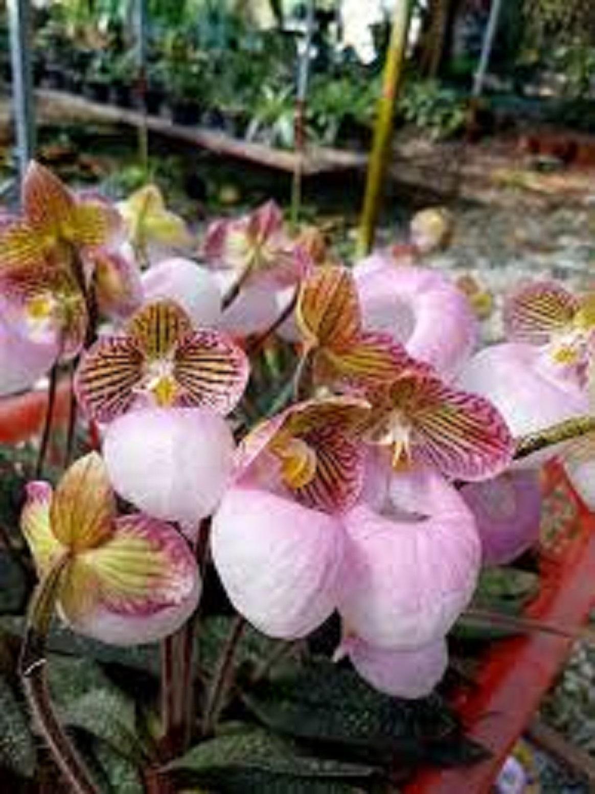 LAN HÀI MỐC HỒNG- RỪNG TÂY BẮC