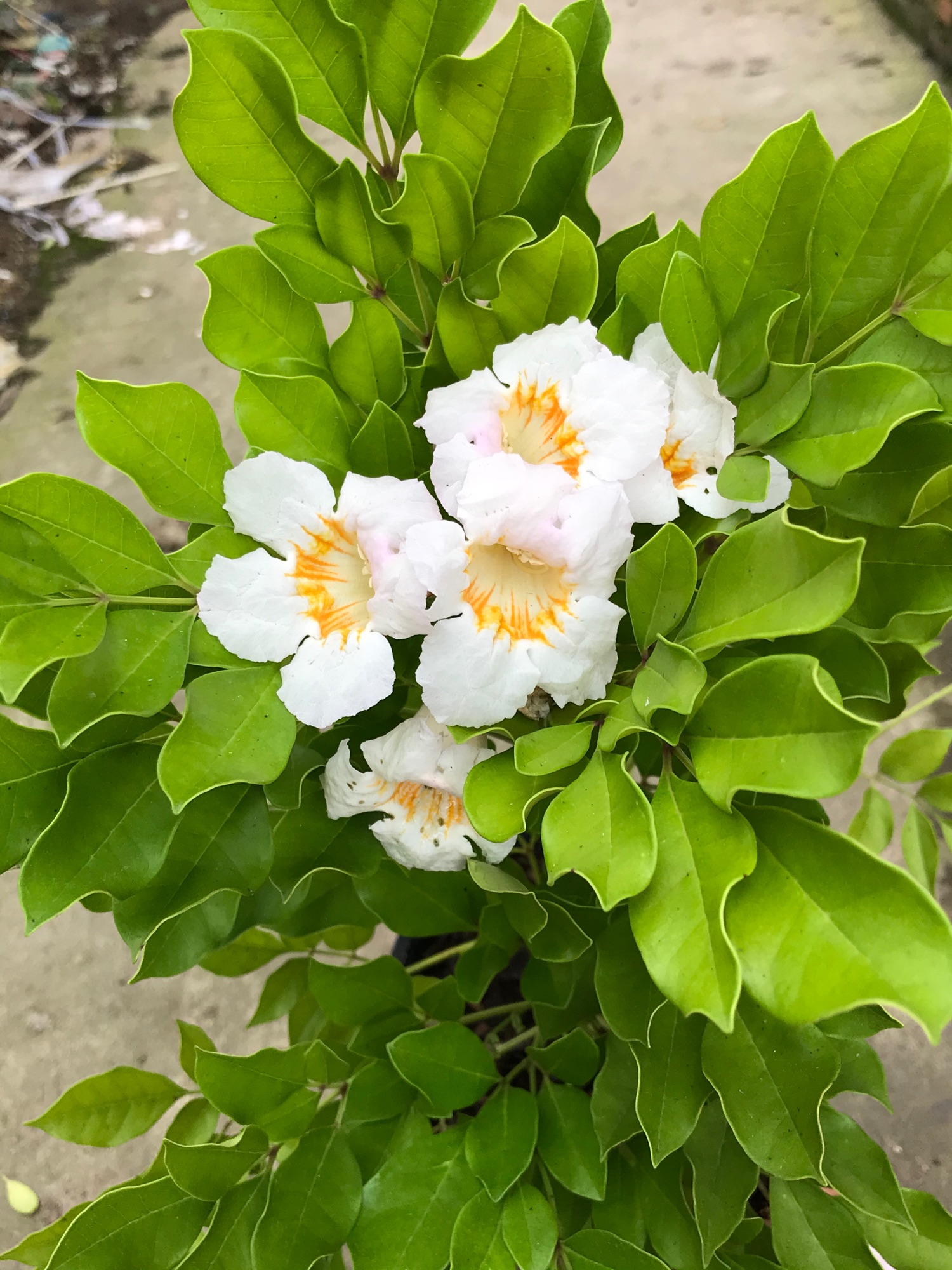 Nguyệt quế thái hoa thơm