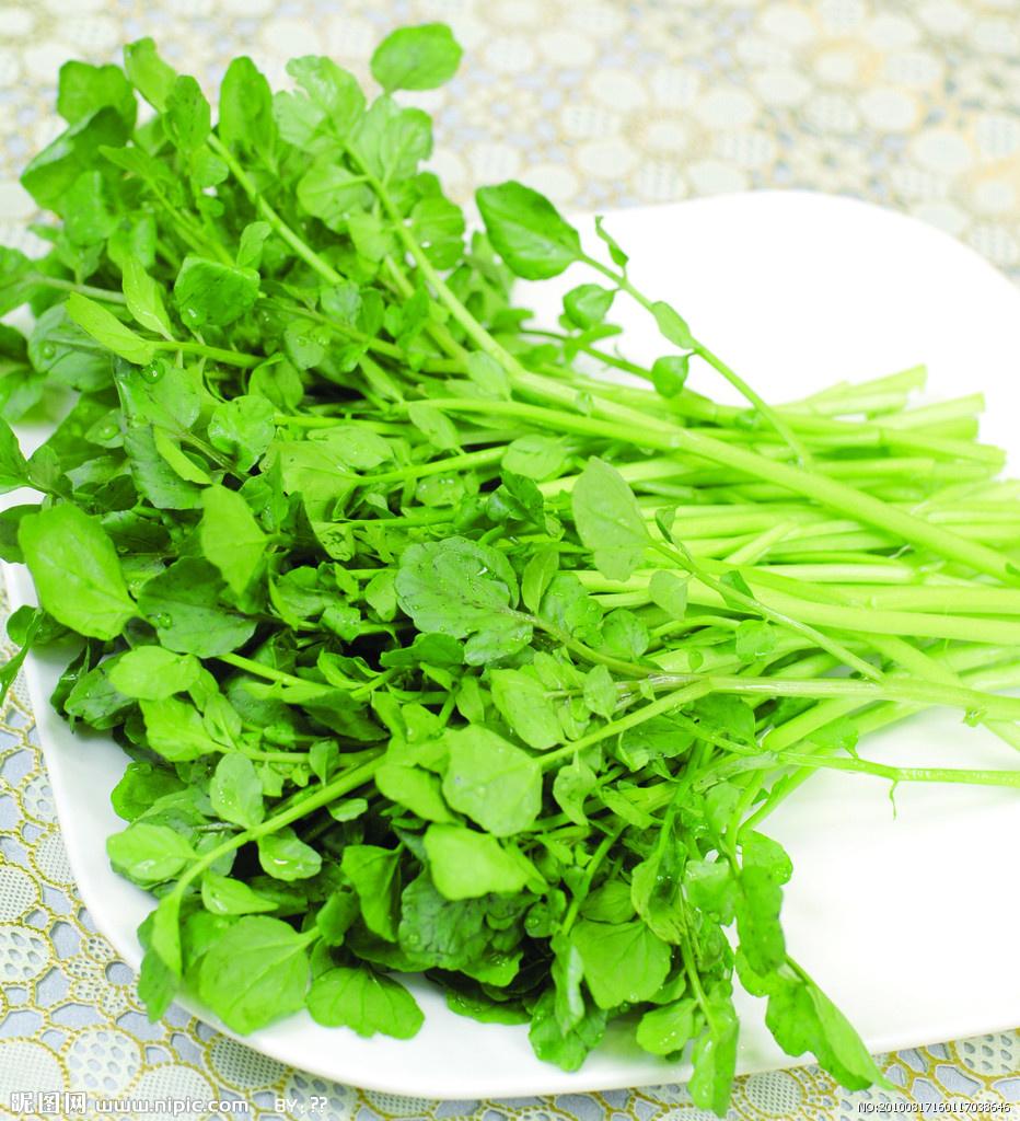 Hạt Giống Xà Lách Xoong Dễ Trồng, Thu Hoạch Nhanh