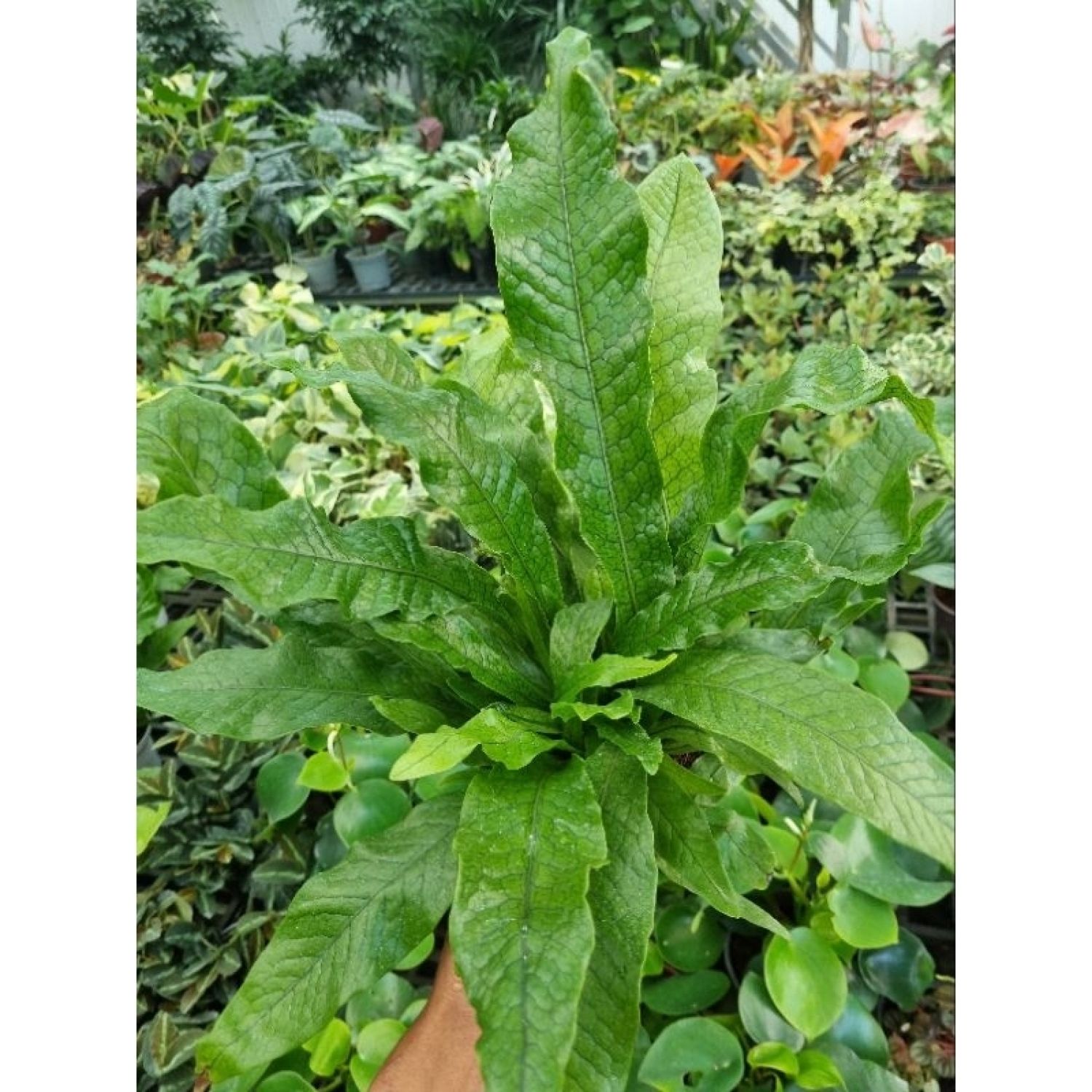 Cây Dương xỉ cá sấu size lớn (Microsorum musifolium)