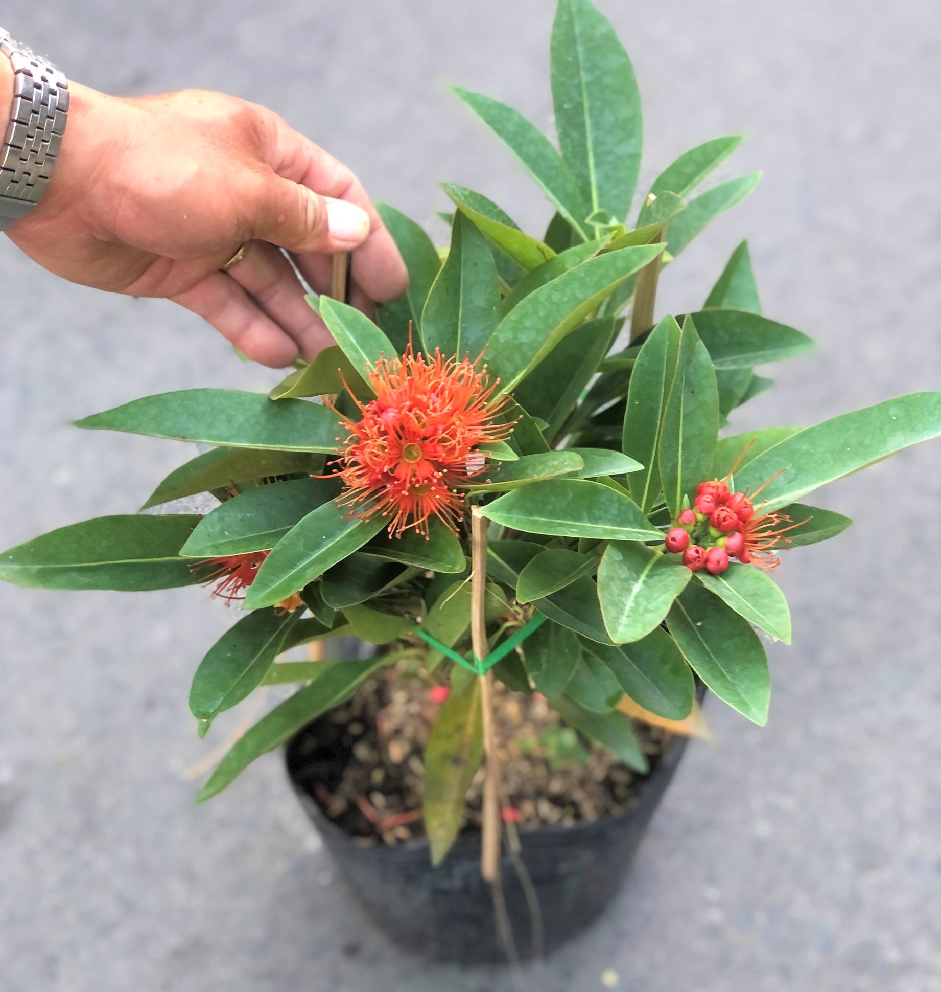 Chậu cây Mai Thái hoa màu đỏ