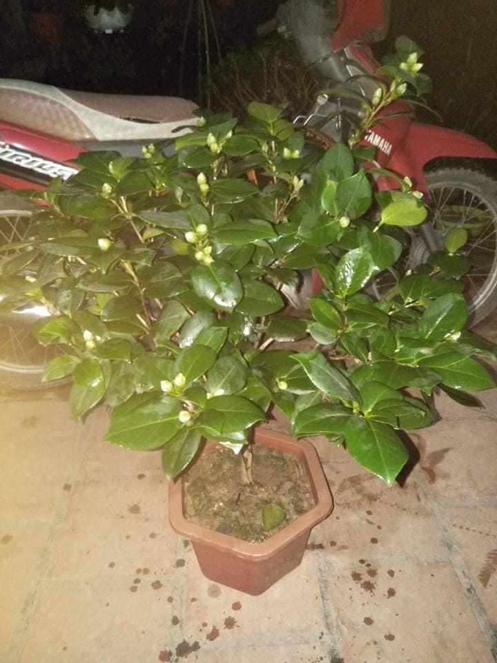 Cây Hoa Trà My Trắng lớn - hoa Cực Đẹp, Chậu Thân Lớn gửi đi nguyên cây